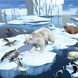 Animals on the Ice 