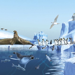 Penguins surviving