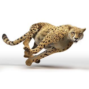 Cheetah running 