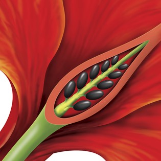 Hibiscus illustration 