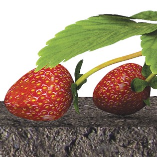 Strawberry plant 