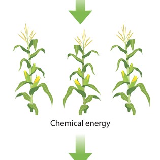 Biodiesel energy infographic 