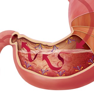 Stomach cross section 