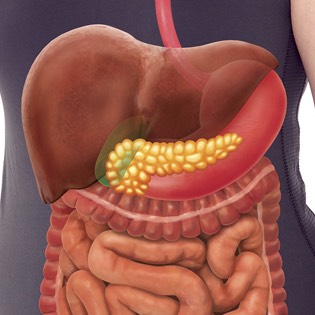 Digestive system 
