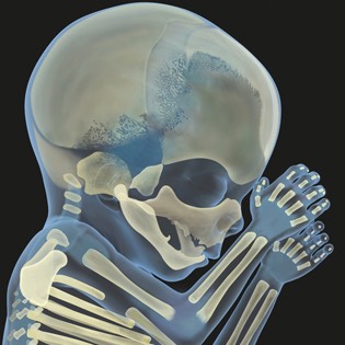 Foetus skeleton 