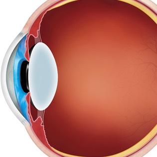 Eye cross section 