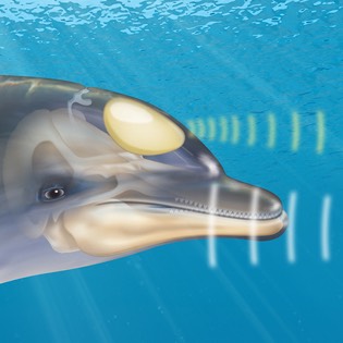 Dolphin sonar system 