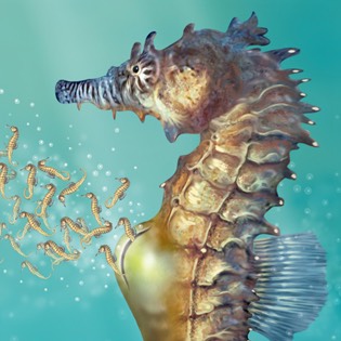 Seahorse reproduction 