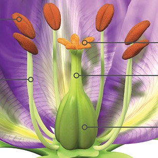 Flower anatomy 