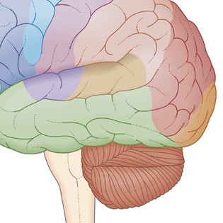 Brain areas 